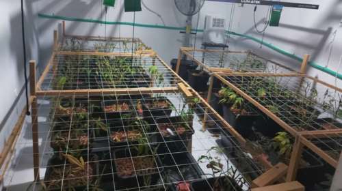 Άγιοι Ανάργυροι: Συνελήφθη 38χρονος Αλβανός - Καλλιεργούσε δενδρύλλια κάνναβης στο σπίτ του