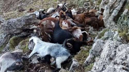 Αρκαδία: Κεραυνός ξεκλήρισε κοπάδι με 70 κατσίκες στο Αρτεμίσιο - Σε απόγνωση ο κτηνοτρόφος