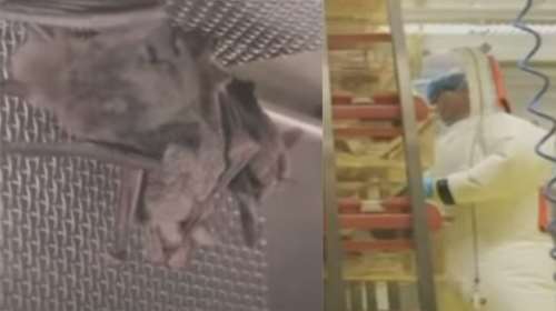 Κορονοϊός - Αποκάλυψη Sky News: Σάλος για βίντεο με νυχτερίδες σε κλουβιά στο εργαστήριο της Ουχάν