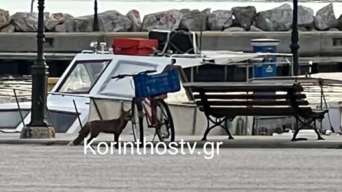 Αλεπού έκανε βόλτες στο λιμάνι της Κορίνθου [εικόνες - βίντεο]