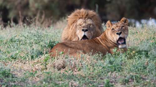 Κένυα: Λιοντάρι εισέβαλε σε συγκρότημα κατοικιών και κατασπάραξε 14χρονη