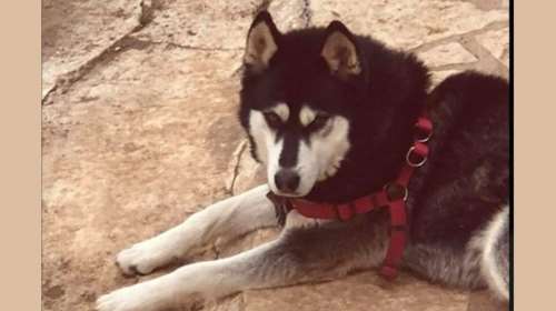 Ανατροπή: Δεν θα γίνει εκταφή του Ολιβερ - Φίλος του ιδιοκτήτη πέταξε τη σορό του ζώου σε χωράφι