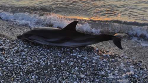 Λάρισα: Δελφίνι ενάμιση μέτρου βρέθηκε νεκρό στην παραλία της Βελίκας [εικόνες-βίντεο]