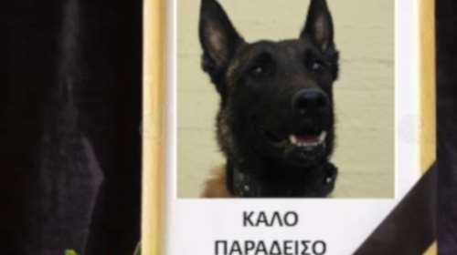Αφαίρεσαν τη ζωή από τον σκύλο &quot;Echo&quot; - Τον τετράποδο ντετέκτιβ που συμμετείχε στην έρευνα για τον Βασίλη Κλογήρου