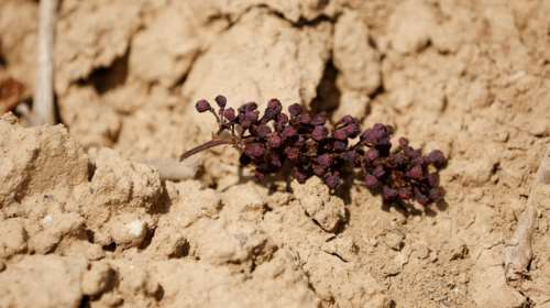 "Καμπανάκι" από τους επιστήμονες για την αύξηση της ξηρασίας στην Ελλάδα - Συναγερμός για Κυκλάδες και Κρήτη