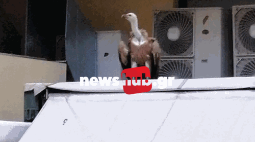 Ηράκλειο: Ένας γυπαετός κάθισε πάνω στον τρούλο μικρής εκκλησίας - Γιατί δεν μπορούσε να πετάξει [Εικόνες - Βίντεο]