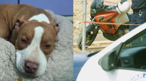 Θρίλερ με το πίτμπουλ: Στον εισαγγελέα ο ιδιοκτήτης του - Είχε βαρύ ποινικό παρελθόν λένε αστυνομικές πηγές  -  ΕΛΑΣ: Δέχθηκε επίθεση ο ένστολος