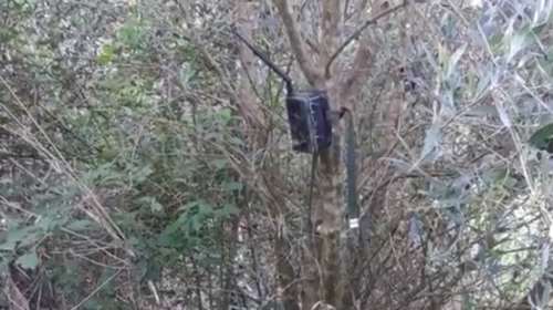 Κρήτη: Μεγάλη χασισοφυτεία με... κάμερες και ανιχνευτές κίνησης εντοπίστηκε στον Μυλοπόταμο [Εικόνες-Βίντεο]