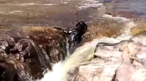 Viral ο σκύλος που έσωσε τον &quot;φίλο&quot; του από βέβαιο πνιγμό σε ποτάμι [βίντεο]