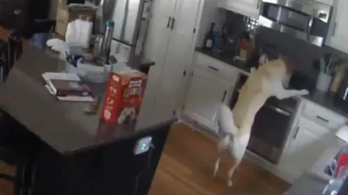 ΗΠΑ: Ο σκύλος άναψε το μάτι της κουζίνας αλλά έβαλε... φωτιά στο σπίτι [βίντεο]