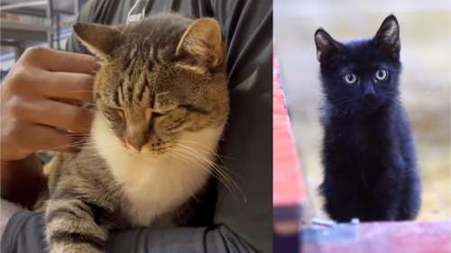 Ολυμπιακός: Οι γάτες φέρνουν γούρι στα &quot;πεινασμένα σκυλιά&quot; του Γιώργου Μπαρτζώκα [βίντεο]