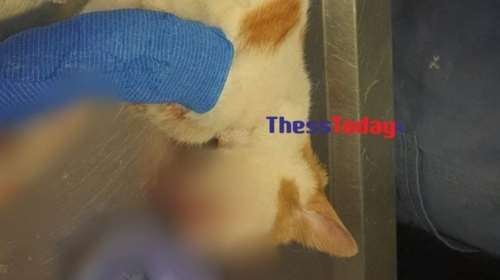 Κτηνωδία στη Θεσσαλονίκη: Κλώτσησαν νεαρή γάτα στο κεφάλι - &quot;Θα μείνει τυφλή&quot;