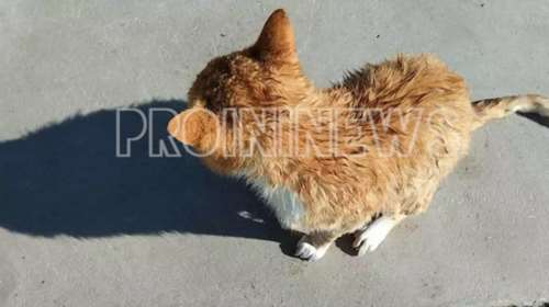 Αποτροπιασμός στην Καβάλα: Πέταξαν γάτα στη θάλασσα και την τραβούσαν βίντεο