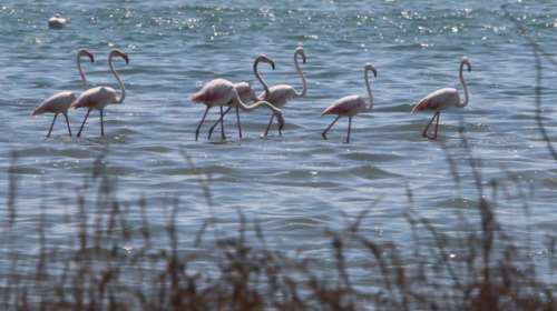 Θλιβερές εικόνες στο Μεσολόγγι - Δεκάδες νεκρά φλαμίνγκο στη λιμνοθάλασσα [βίντεο]