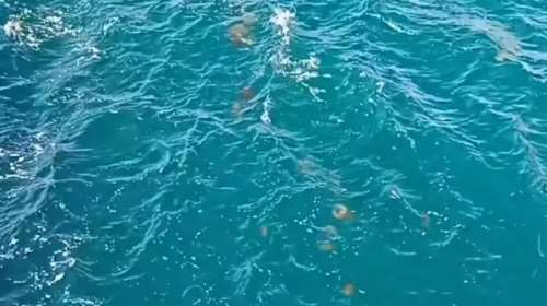 Σπάνιο φαινόμενο στη Χαλκίδα: &quot;Στρατιά&quot; από μέδουσες διασχίζει με ταχύτητα τα νερά [βίντεο]