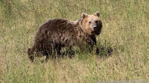 Κοζάνη: Η Γλύκα, η αρκούδα που τραυματίστηκε σε τροχαίο, επέστρεψε ξανά στο δάσος [εικόνες]