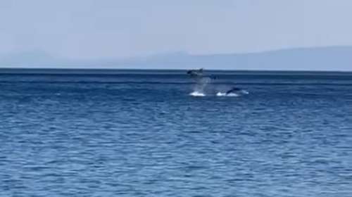 Μαγεία στη Φωκίδα: Παιχνιδιάρικα δελφίνια δίνουν ονειρώδη παράσταση μπροστά σε παραθεριστές [βίντεο]