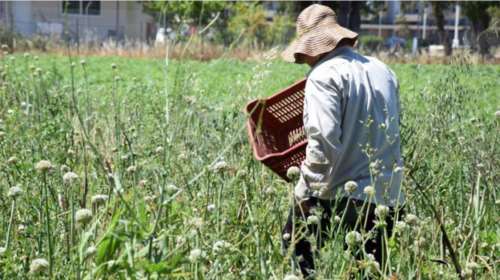 Συναγερμός στη Λακωνία: Εργάτες γης από Ασία και Αφρική θετικοί στον ιό - Επιτόπου κλιμάκιο του ΕΟΔΥ