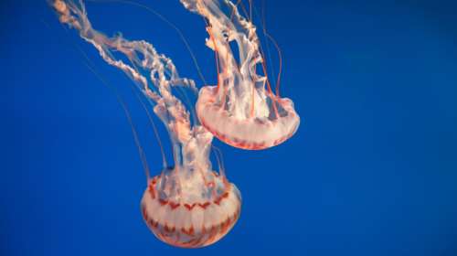 Γέμισαν τοξικές μέδουσες οι παραλίες της Χαλκιδικής - Εφαρμογή για τον live εντοπισμό τους