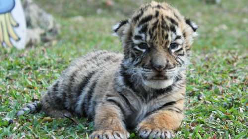 Απίστευτο: Και τίγρης βρέθηκε θετική στον κορονοϊό - Τι εξετάζουν οι ειδικοί