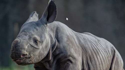 Η στιγμή της γέννησης ενός σπάνιου μαύρου ρινόκερου στην Αγγλία [βίντεο]