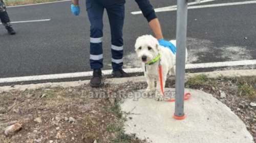 Δυστύχημα στη Λαμία: Το σκυλάκι του άτυχου 54χρονου ανησυχεί και κλαίει - Τον περιμένει στο σημείο του τροχαίου