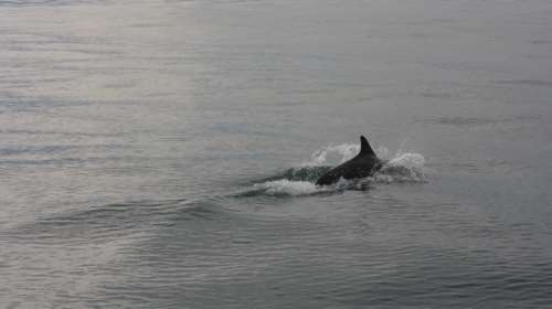 Δελφίνι στην ακτή του Ρίου: Το βοήθησαν λουόμενοι να επιστρέψει στα βαθιά [βίντεο]