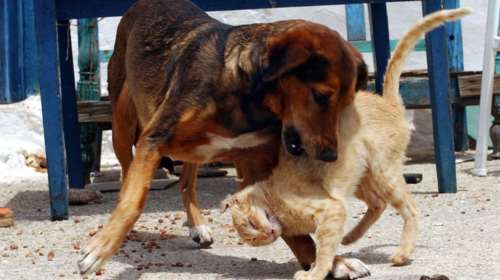 Ινδονησία: Η Τζακάρτα απαγόρευσε την κατανάλωση σκύλων και γατών - Στη χώρα επιτρέπεται ακόμη η πώληση του κρέατός τους