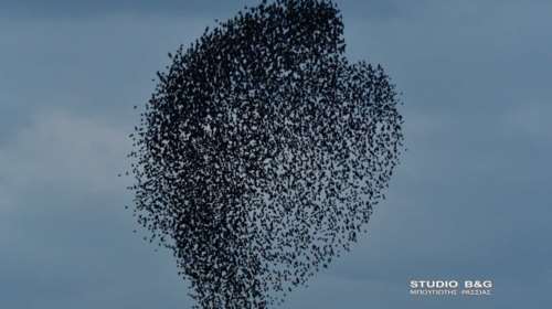 Εντυπωσιακό σόου στον ουρανό του Ναυπλίου από αμέτρητα ψαρόνια [εικόνες και βίντεο]