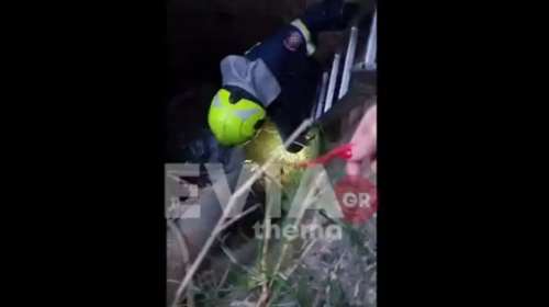 Διάσωση σκύλου στα Ψαχνά Ευβοίας: Εθελοντές τον έβγαλαν από πηγάδι