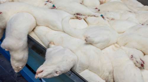 Κορονοϊός: Θανατώνονται 2.500 βιζόν στην Κοζάνη - Θα ταφούν σε βάθος άνω των 4 μέτρων