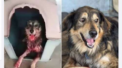 Το πληγωμένο σκυλάκι του κυνοκομείου Κορωπίου  ζούσε σε σπίτι, είχε οικογένεια, είχε όνομα, είχε ζωή