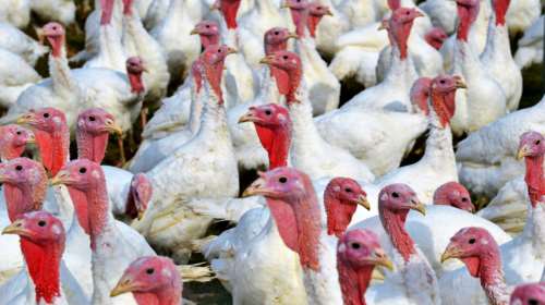 Βρετανία: Απειλείται η γαλοπούλα των Χριστουγέννων λόγω μαζικής απώλειας εργατικών χεριών