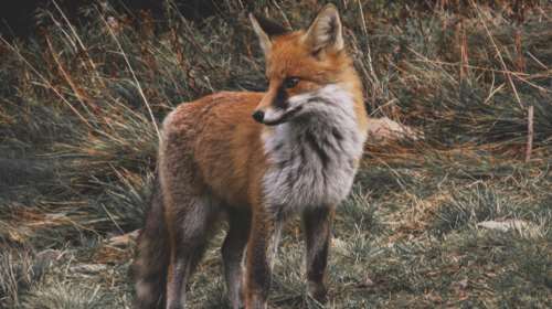 Λουτράκι: Αλεπού παίζει με... γάτα σε πάρκο της πόλης και γίνεται viral [βίντεο]