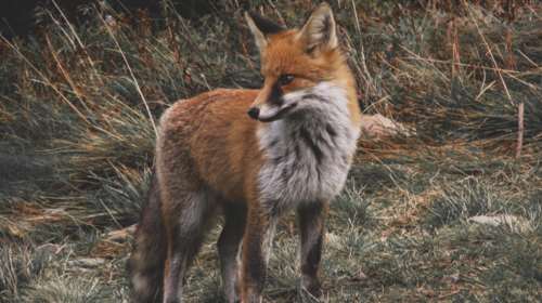 Κτηνωδία στην Πάτρα: Φίμωσαν και κρέμασαν αλεπού σε δέντρο [εικόνα]