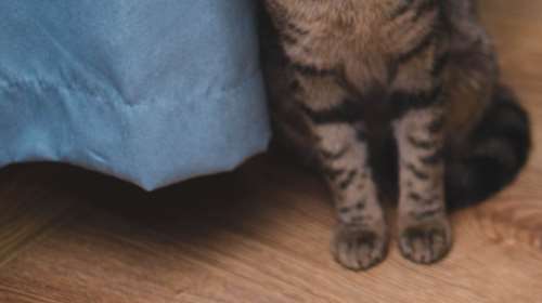 Θεσσαλονίκη: Παρέμβαση εισαγγελέα για το γατάκι που βρέθηκε νεκρό με ακρωτηριασμένα πόδια