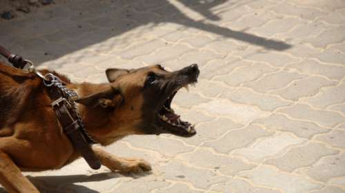 Βόλος: Αδέσποτος σκύλος επιτέθηκε σε 83χρονο και τον έστειλε στο νοσοκομείο