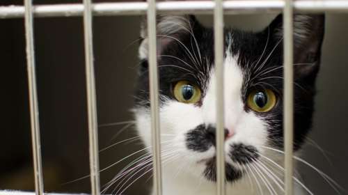 Σκιώδες παγκόσμιο δίκτυο ακρωτηριάζει και σκοτώνει γάτες για το κέρδος - Πληρώνουν για βίντεο με βασανιστήρια κατά παραγγελία