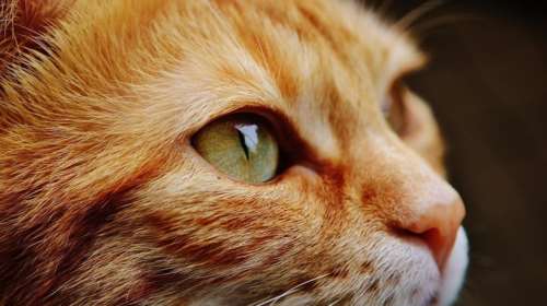 Ρέθυμνο: Ασυνείδητος πυροβολεί και τραυματίζει γάτες με αεροβόλο