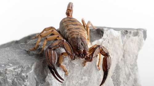 Δύο νέα είδη σκορπιών ανακαλύφθηκαν στην Ελλάδα - Σε ποια νησιά ζουν