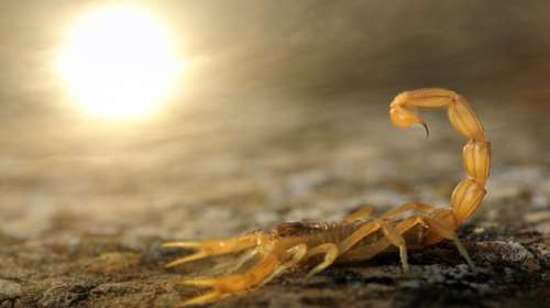 Αίγυπτος: 3 νεκροί και 450 τραυματίες από τσιμπήματα σκορπιών - Οι πλημμύρες τους έβγαλαν από τις κρυψώνες τους