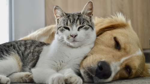 Θεσσαλονίκη: Συνελήφθη 53χρονη που είχε σπίτι της 153 σκύλους και γάτες σε άθλιες συνθήκες