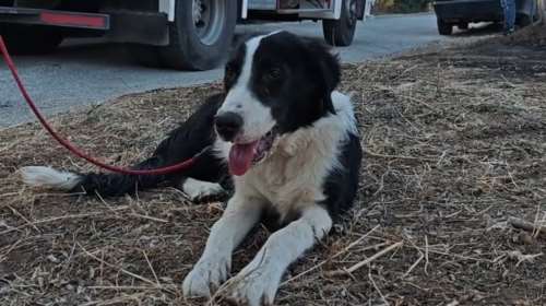 Φωτιά στο Πικέρμι: Αγωνιώδης έκκληση κοπέλας για τον χαμένο σκύλο της, τον Τζακ [βίντεο]