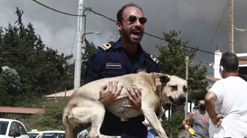 Δραματικές ώρες με τη φωτιά στην Πάρνηθα: Καίγονται σπίτια, εκκενώνονται οικισμοί και η Αμυγδαλέζα - Αγνοείται 77χρονος