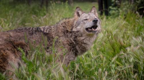Απόφαση της Εισαγγελίας Αθηνών: Να απομακρυνθούν άμεσα οι λύκοι από την Πάρνηθα για να προστατευθούν τα κόκκινα ελάφια