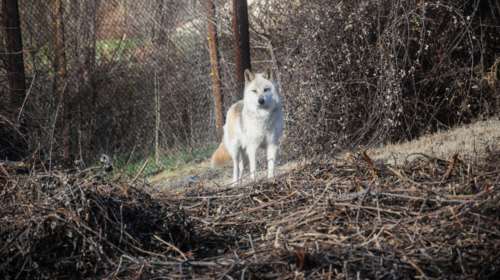 Διόνυσος: Άκαρπες οι έρευνες για τον εντοπισμό του λύκου που επιτέθηκε στα σκυλιά- Δεν υπάρχει πάντως &quot;Μονόλυκος&quot;