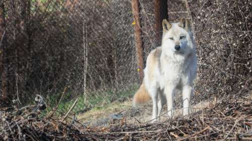 Οι περιβαλλοντολόγοι προειδοποιούν για τους λύκους στην Πάρνηθα- Μετά την επίθεση σε οικογένεια, άρπαξε τον σκύλο