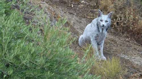 Ισπανία: Αυτός είναι ο λευκός ιβηρικός λύγκας - Η πρώτη φωτογραφία του θρυλικού αιλουροειδούς που κινδυνεύει