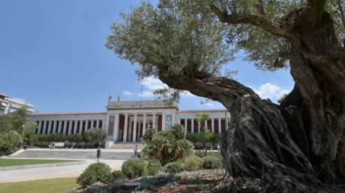 Εθνικό Αρχαιολογικό Μουσείο: Ένας σπουδαίος βοτανικός κήπος γεννήθηκε στο προαύλιό του [εικόνες]