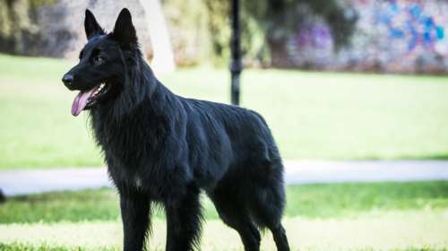 Χαλκίδα: Καταγγελίες για επιθέσεις αδέσποτων σκυλιών - &quot;Τράβηξαν το παιδί από τα δόντια τους&quot;